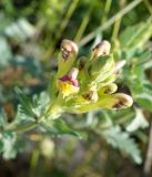 Scutellaria mesostegia