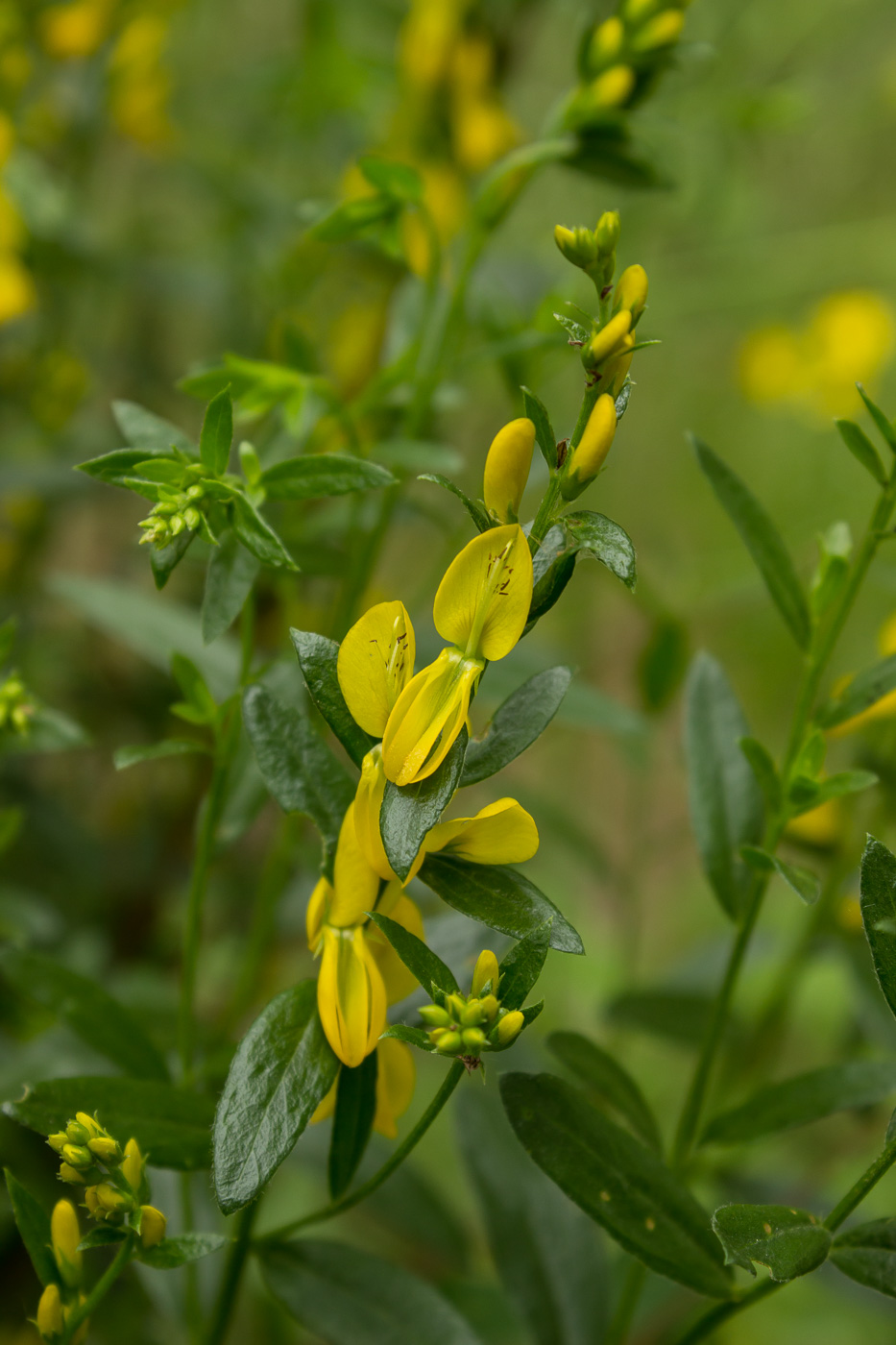 Image of Genista tinctoria specimen.