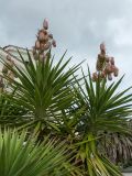 Yucca aloifolia. Верхушки побегов с соплодиями. Черногория, г. Херцег-Нови (Herceg Novi), набережная, в культуре. 17.10.2014.