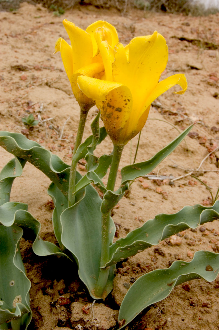 Image of Tulipa behmiana specimen.