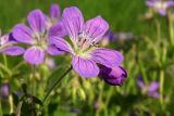 Geranium sylvaticum