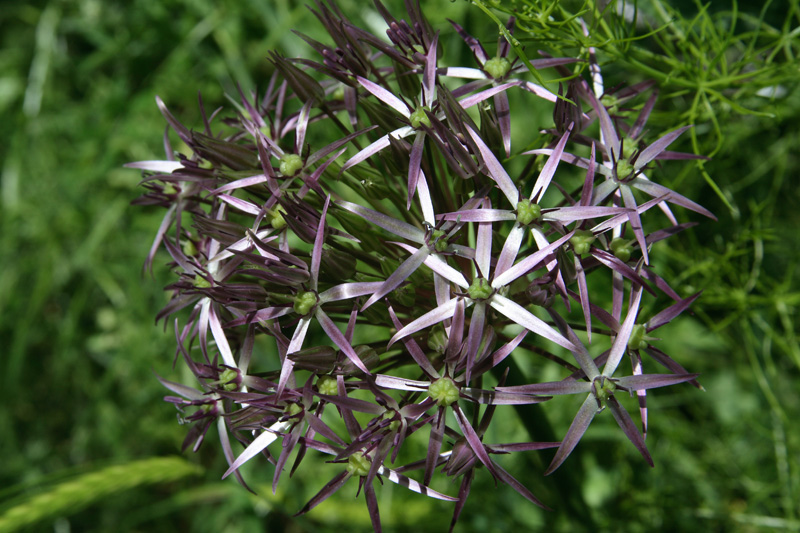 Изображение особи Allium cristophii.