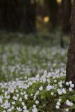 Oxalis acetosella