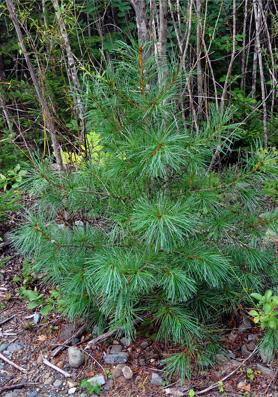 Изображение особи Pinus koraiensis.