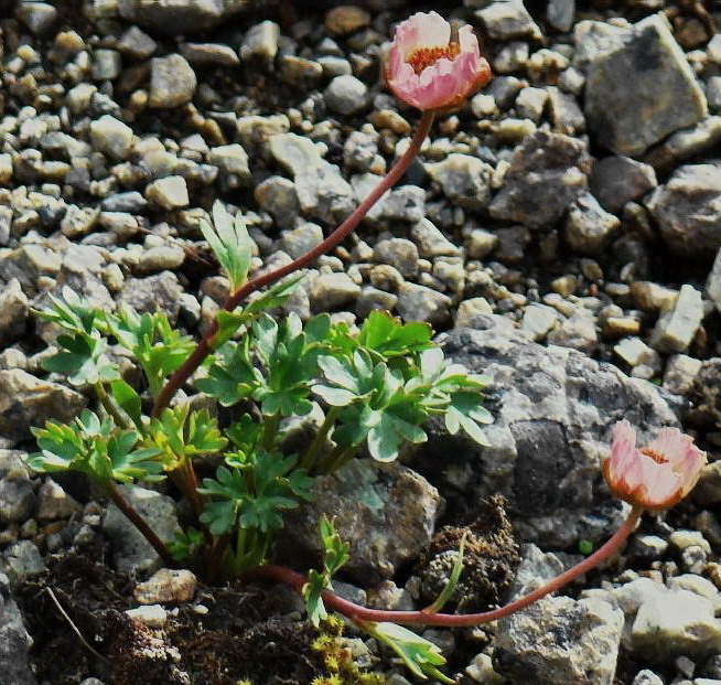 Изображение особи Beckwithia glacialis.