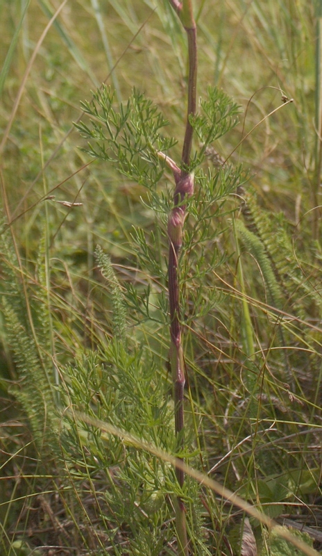 Image of Seseli annuum specimen.
