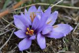 Crocus pallasii