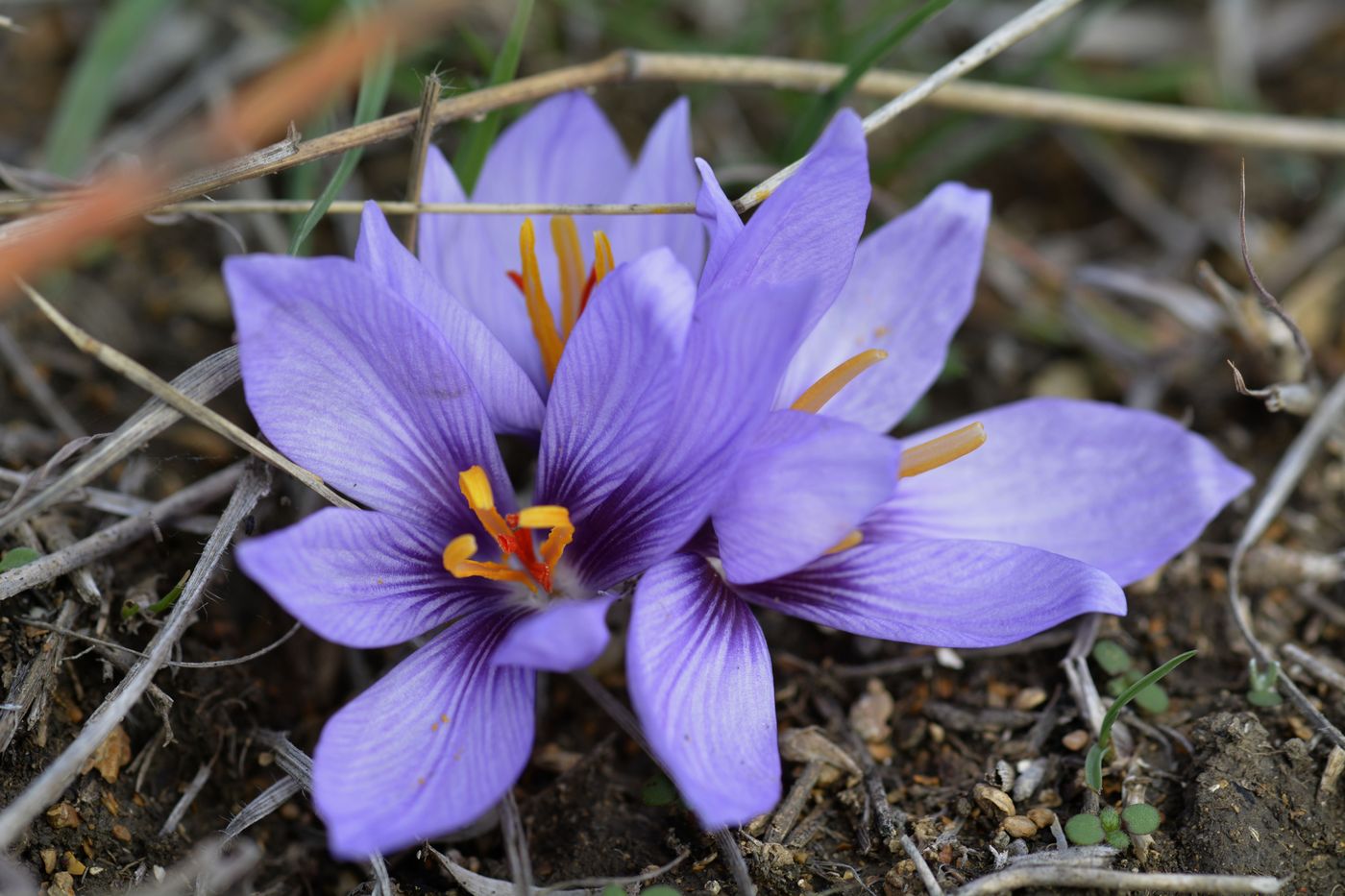 Изображение особи Crocus pallasii.