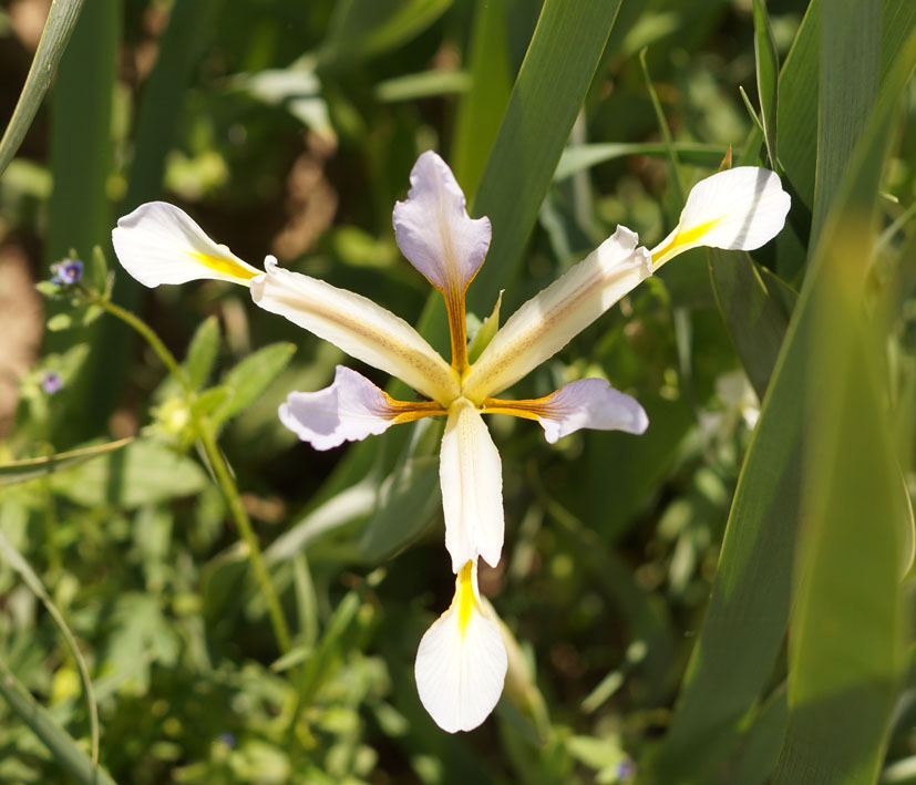 Изображение особи Iris sogdiana.