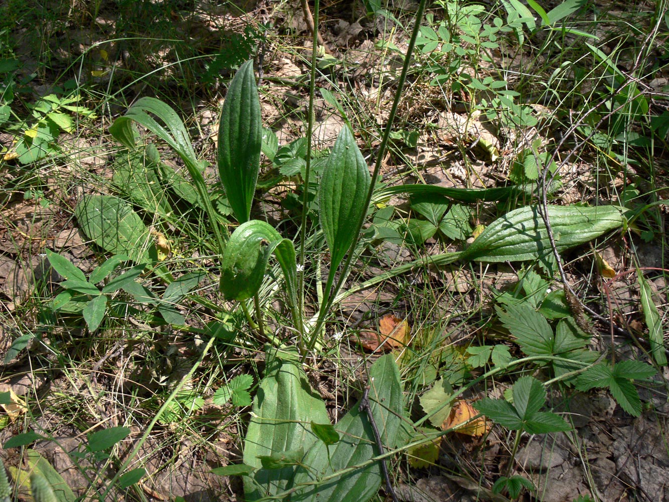 Изображение особи Plantago urvillei.