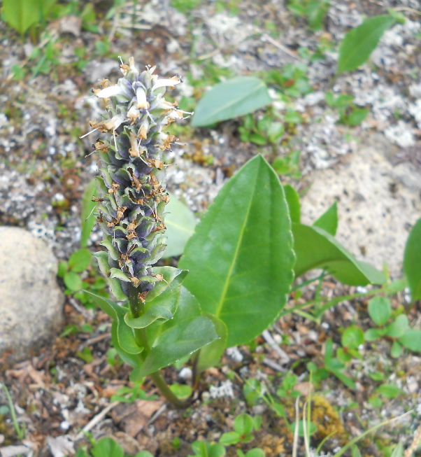 Image of Lagotis integrifolia specimen.
