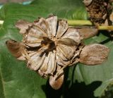 Silphium perfoliatum