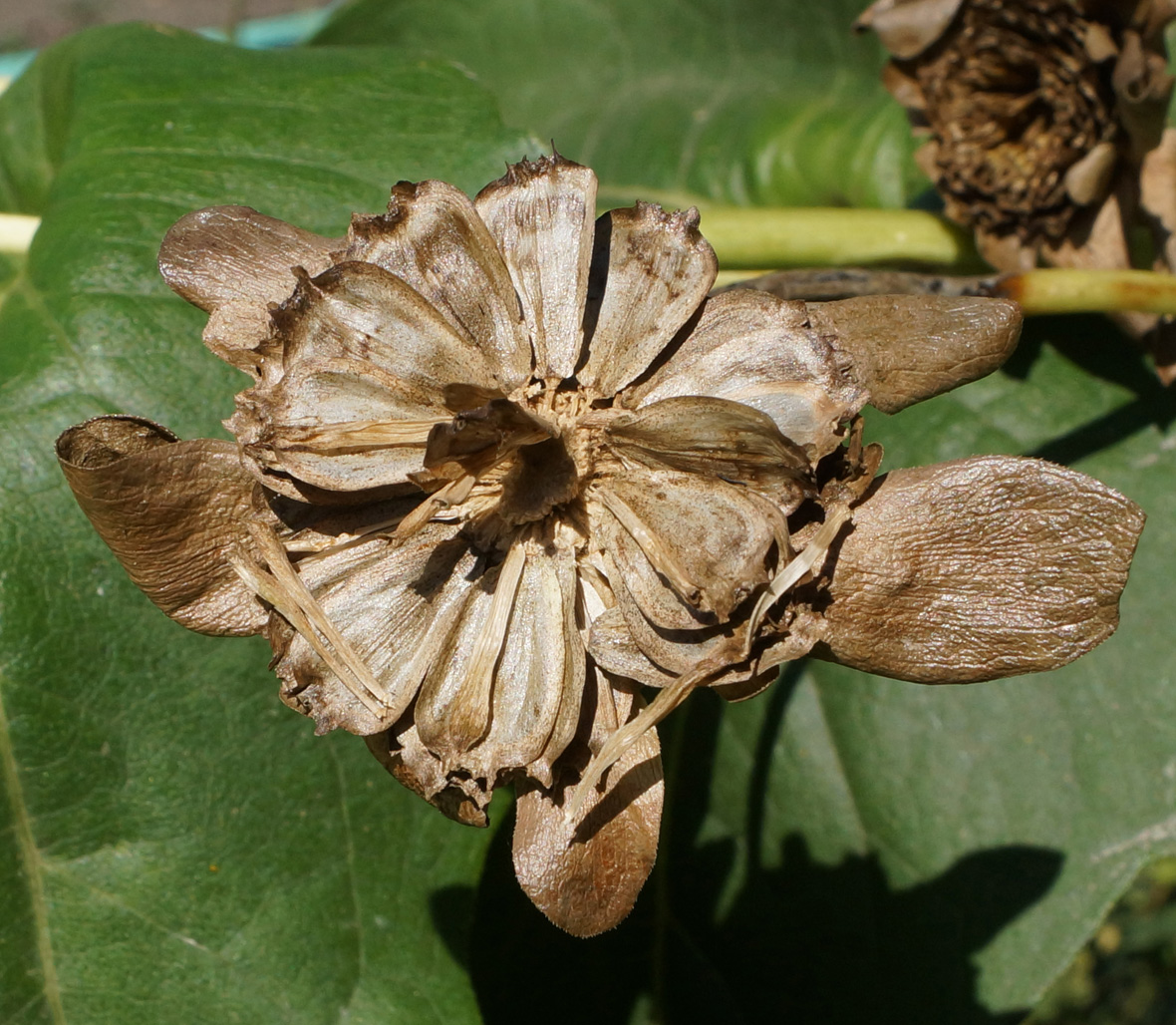 Изображение особи Silphium perfoliatum.