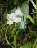 Sagittaria natans