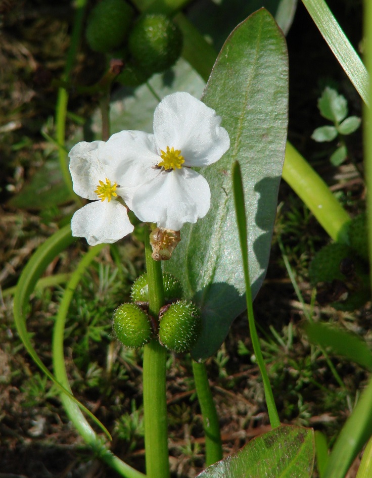 Изображение особи Sagittaria natans.