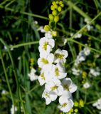 Crambe koktebelica