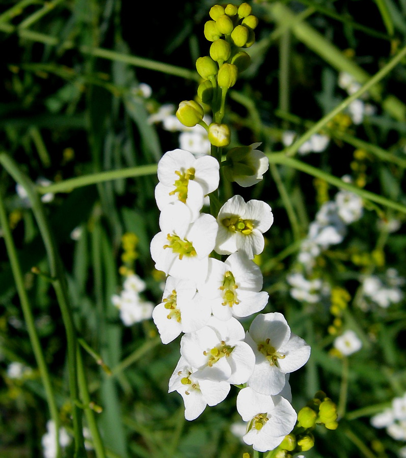 Изображение особи Crambe koktebelica.