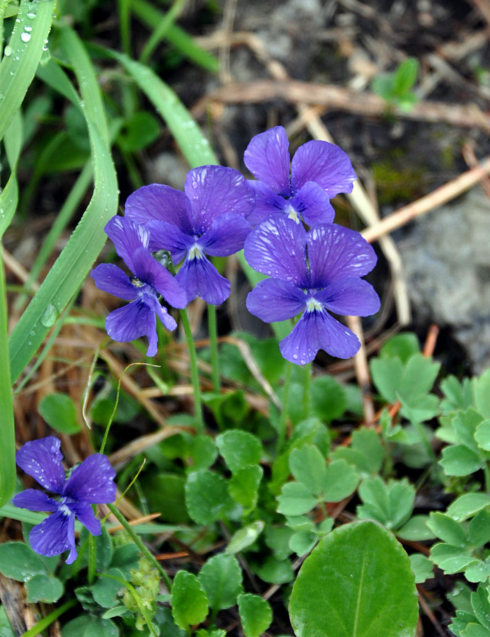 Изображение особи Viola altaica.