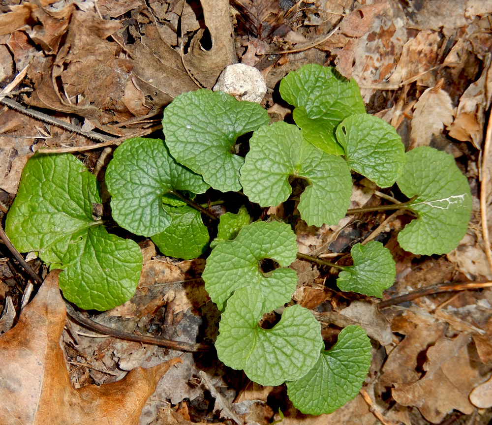 Image of Alliaria petiolata specimen.