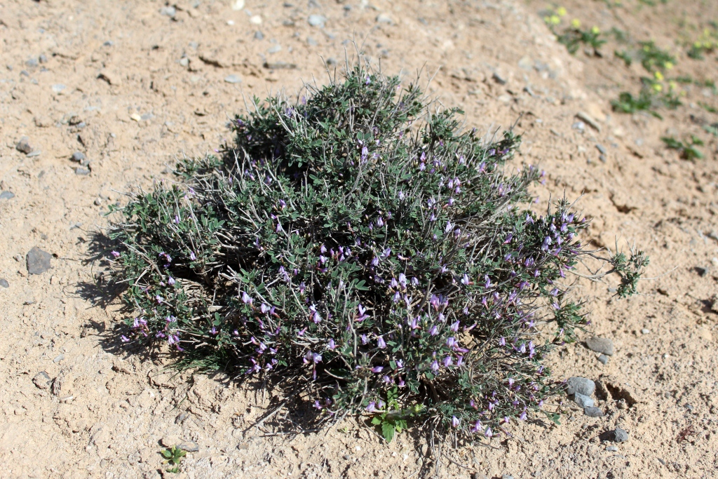 Изображение особи Astragalus squarrosus.