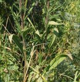 Saussurea elata