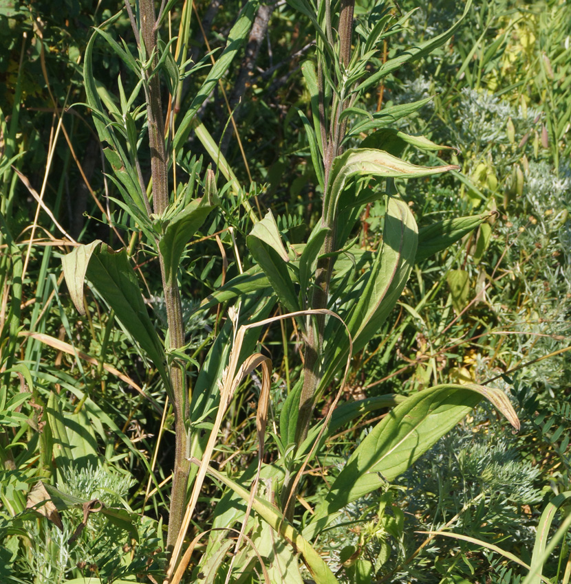 Image of Saussurea elata specimen.