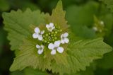 Alliaria petiolata