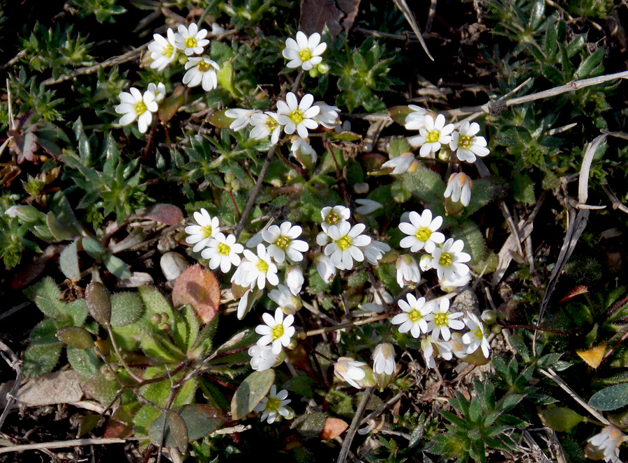 Изображение особи Erophila praecox.