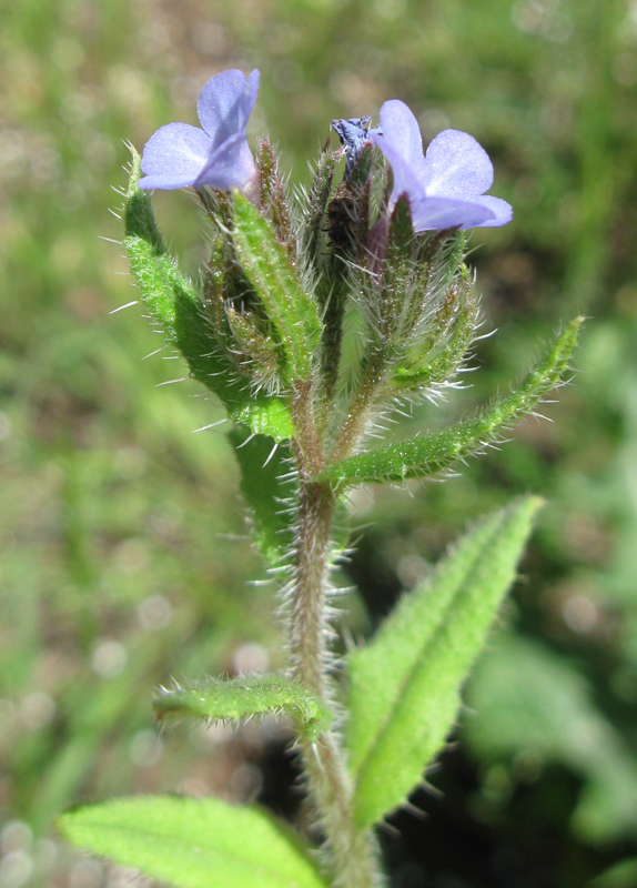 Image of Lycopsis orientalis specimen.