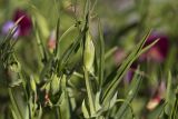 Lathyrus clymenum