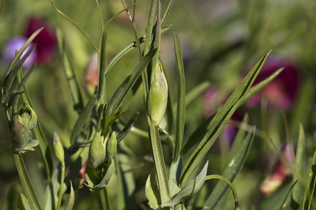 Изображение особи Lathyrus clymenum.