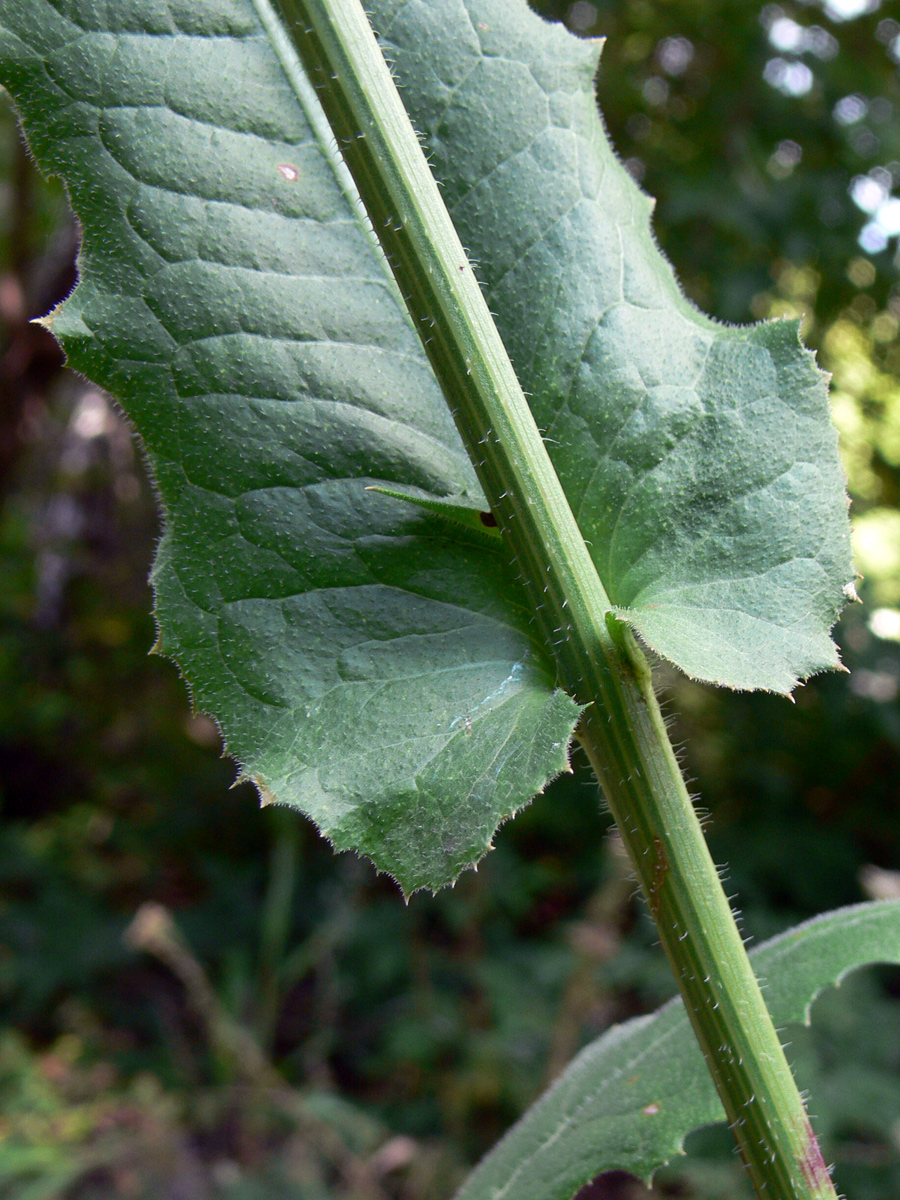 Image of Cichorium intybus specimen.