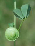 Medicago orbicularis