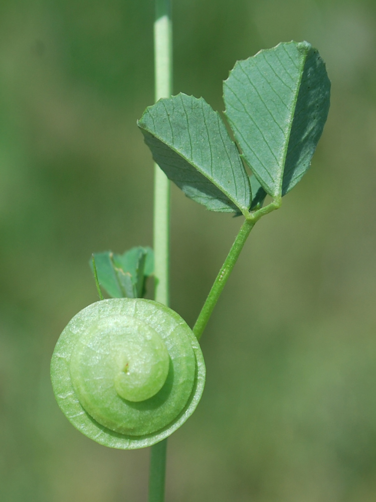 Image of Medicago orbicularis specimen.