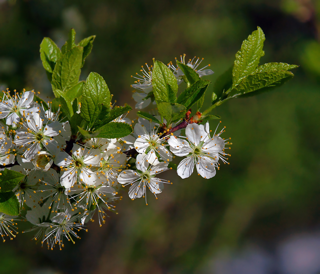 Image of Prunus spinosa specimen.