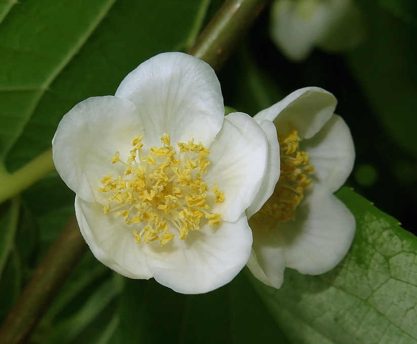 Image of Actinidia polygama specimen.