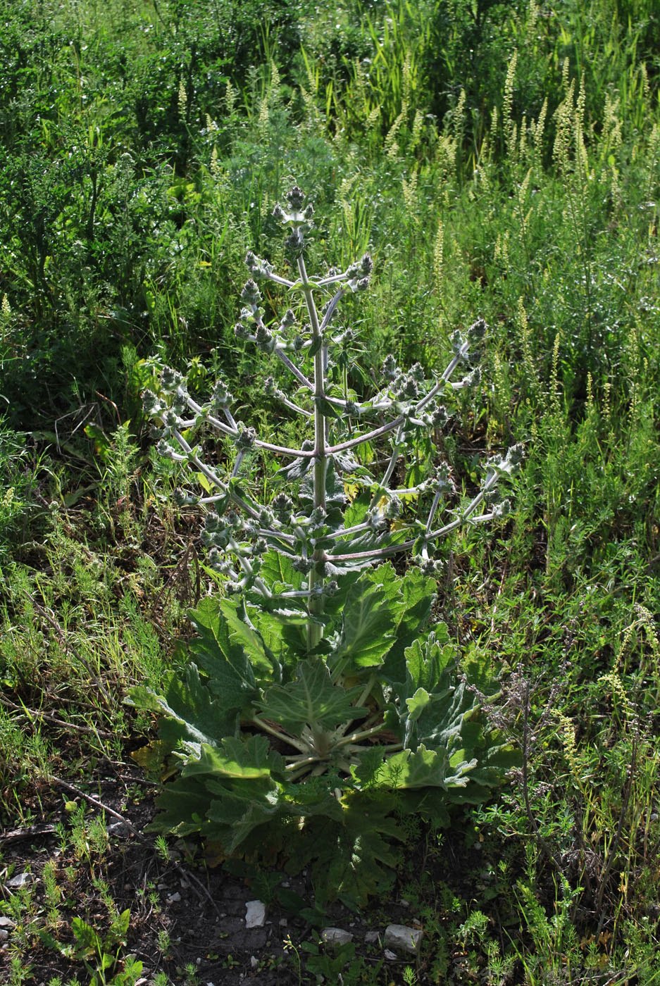 Image of Salvia aethiopis specimen.