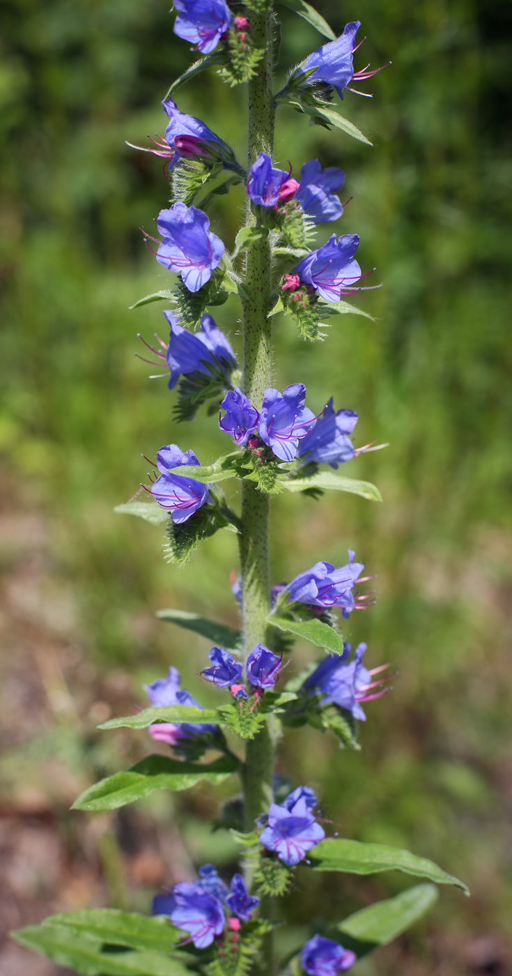 Изображение особи Echium vulgare.