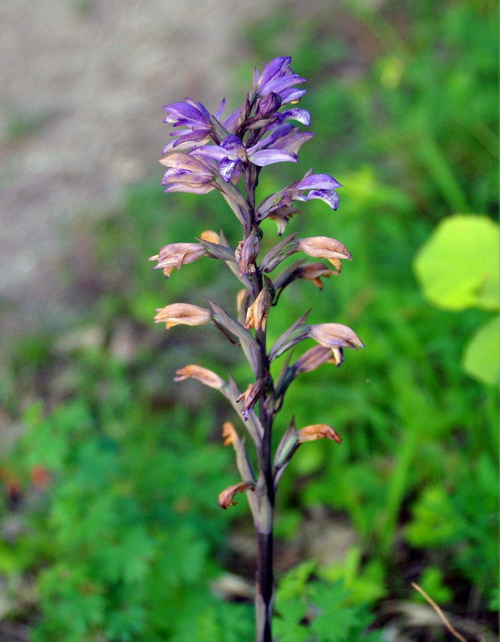 Image of Limodorum abortivum specimen.