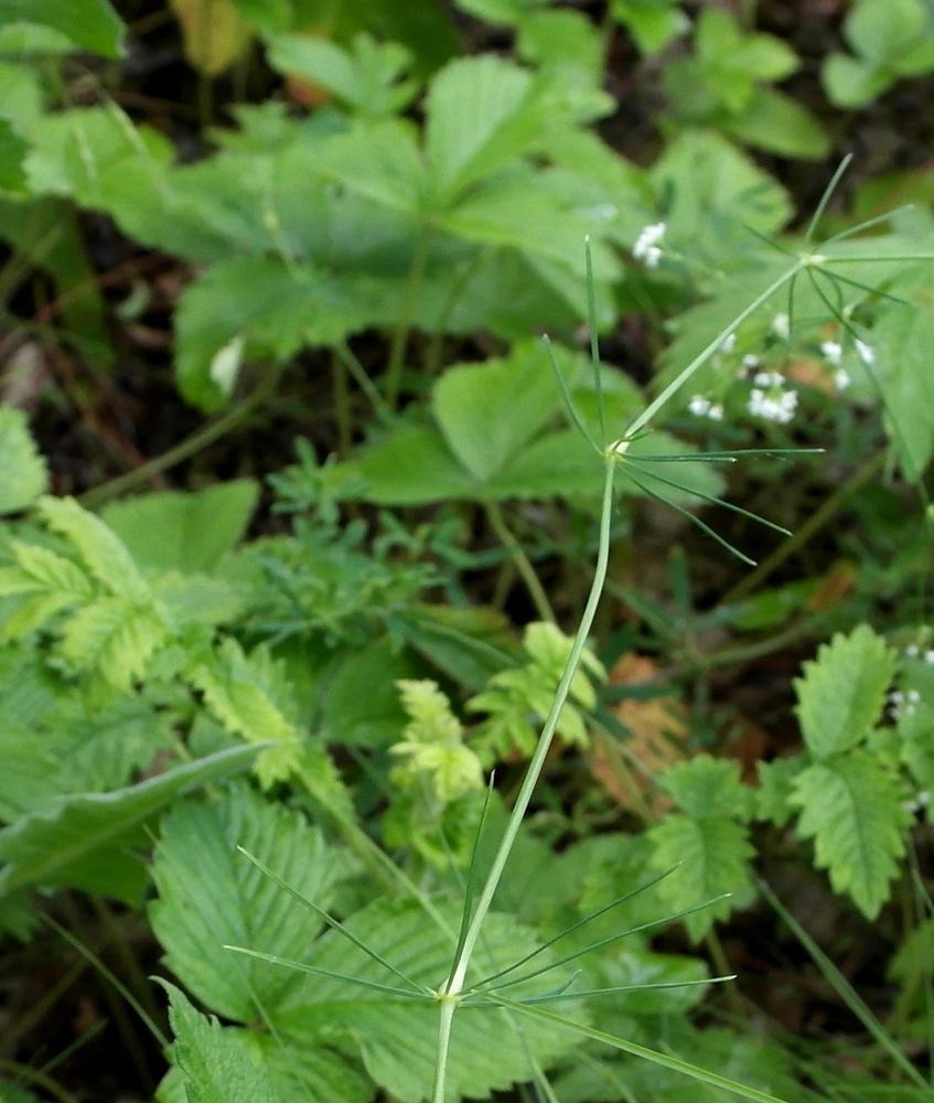 Изображение особи Galium octonarium.