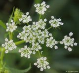 Berula erecta