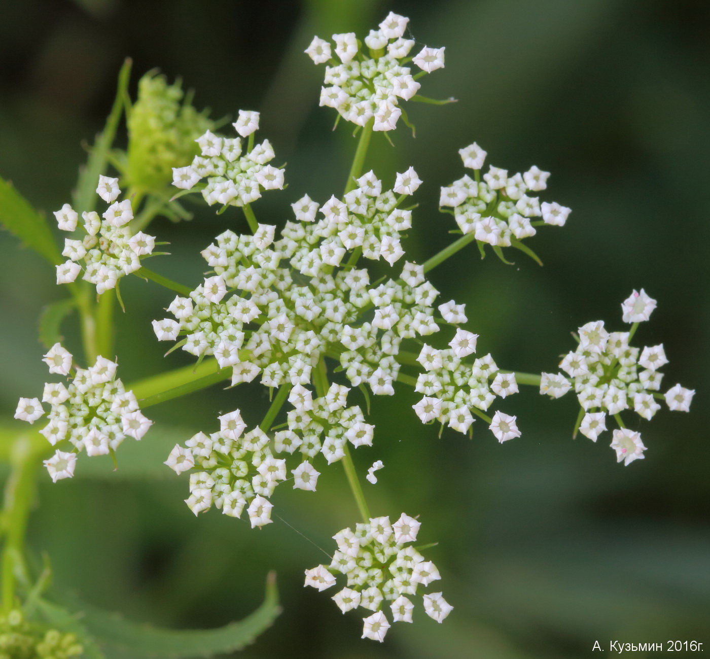 Изображение особи Berula erecta.