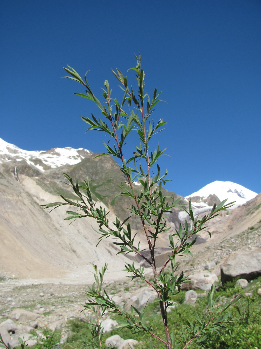 Изображение особи Salix caspica.