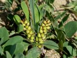 Carex pumila