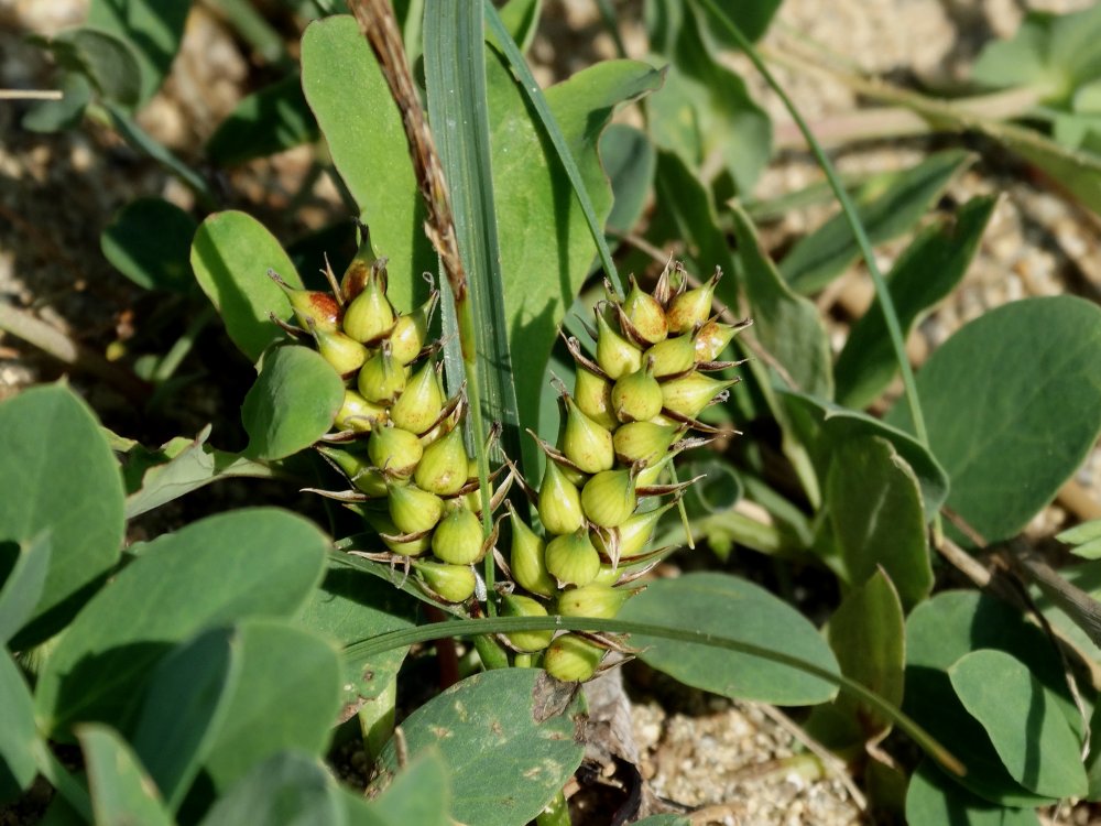 Изображение особи Carex pumila.