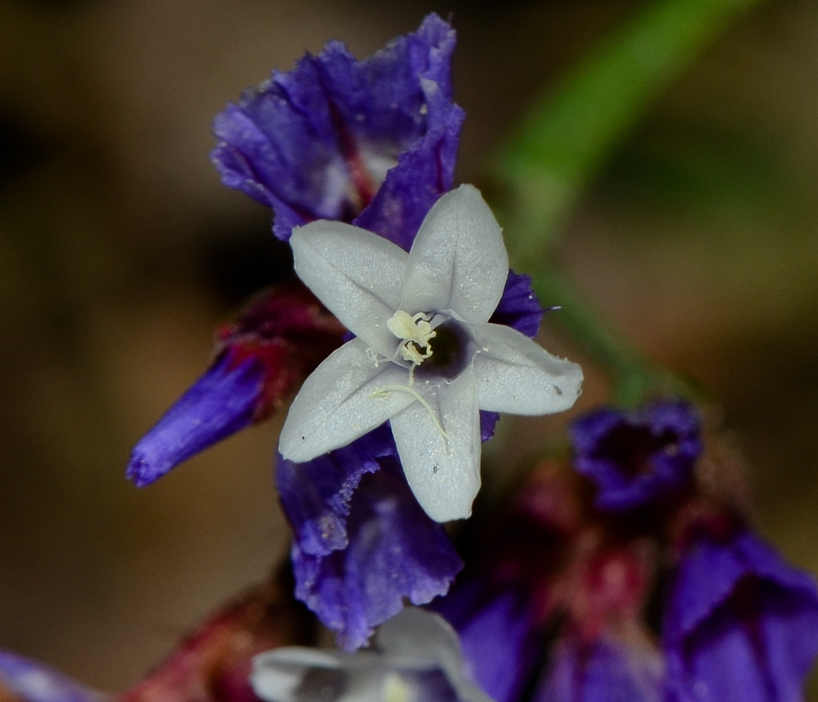 Изображение особи Limonium perezii.