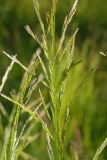 Glyceria notata