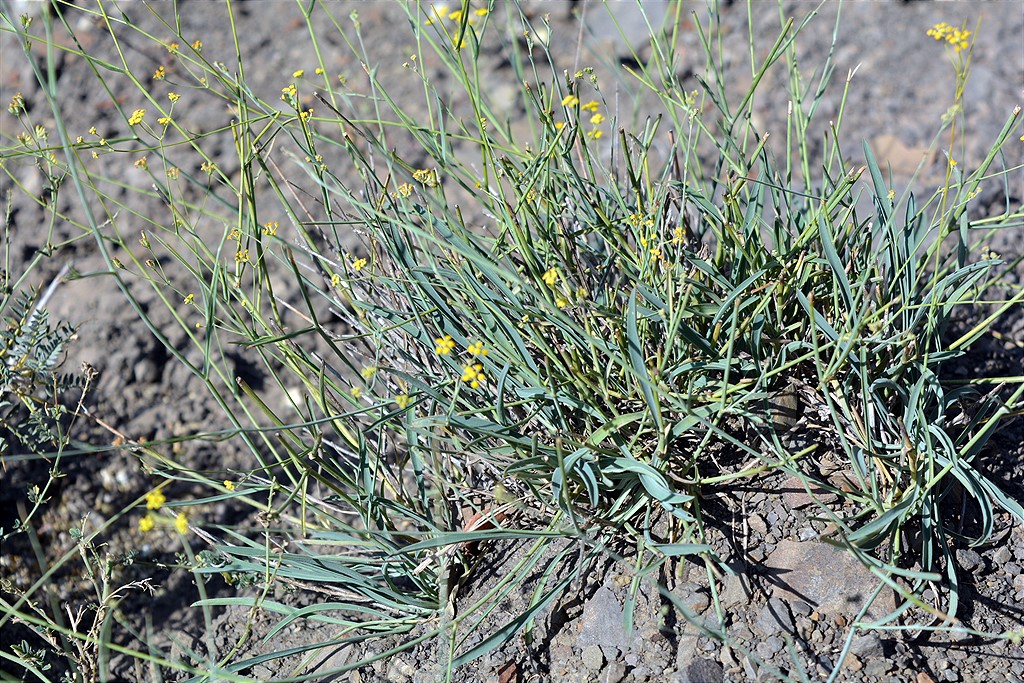 Image of Bupleurum exaltatum specimen.