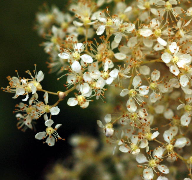 Изображение особи Filipendula palmata.