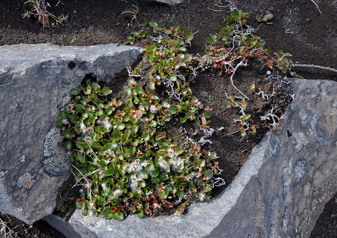 Image of Salix herbacea specimen.